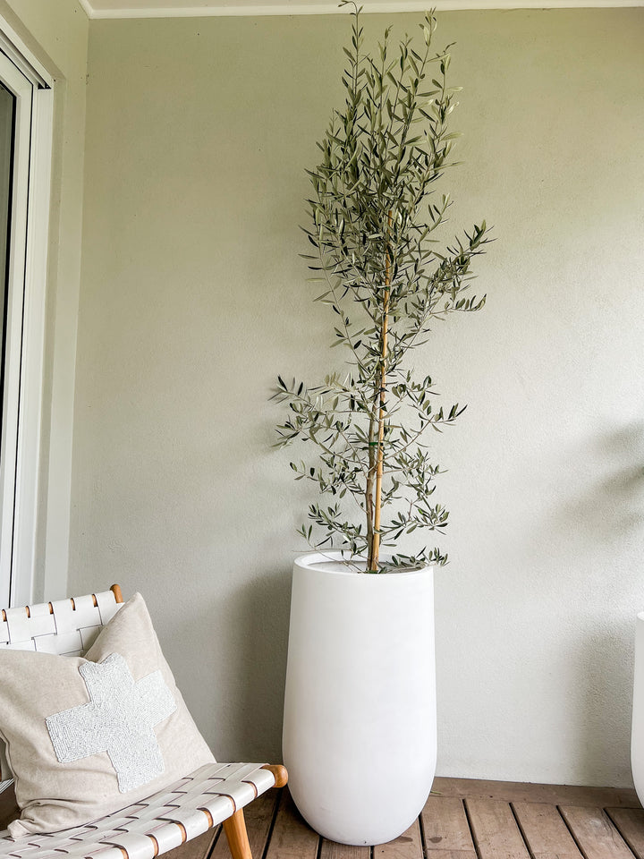 Olive Tree in Sorrento Pot