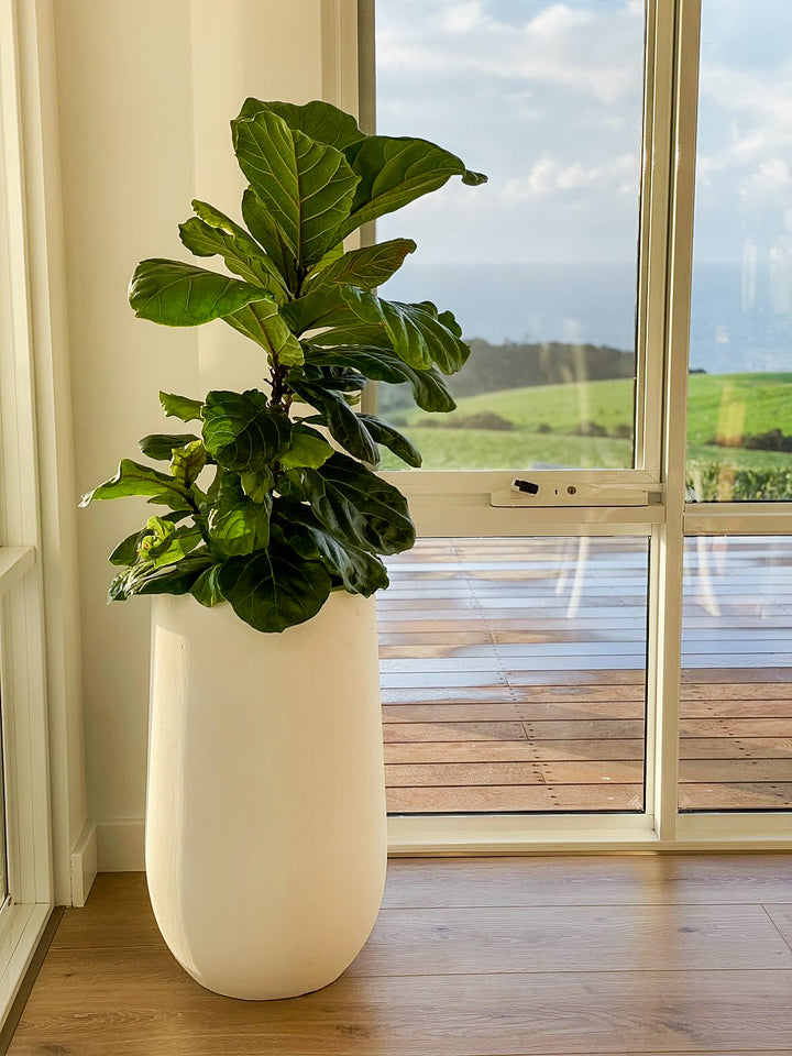 Fiddle Leaf in Large Sorento Pot