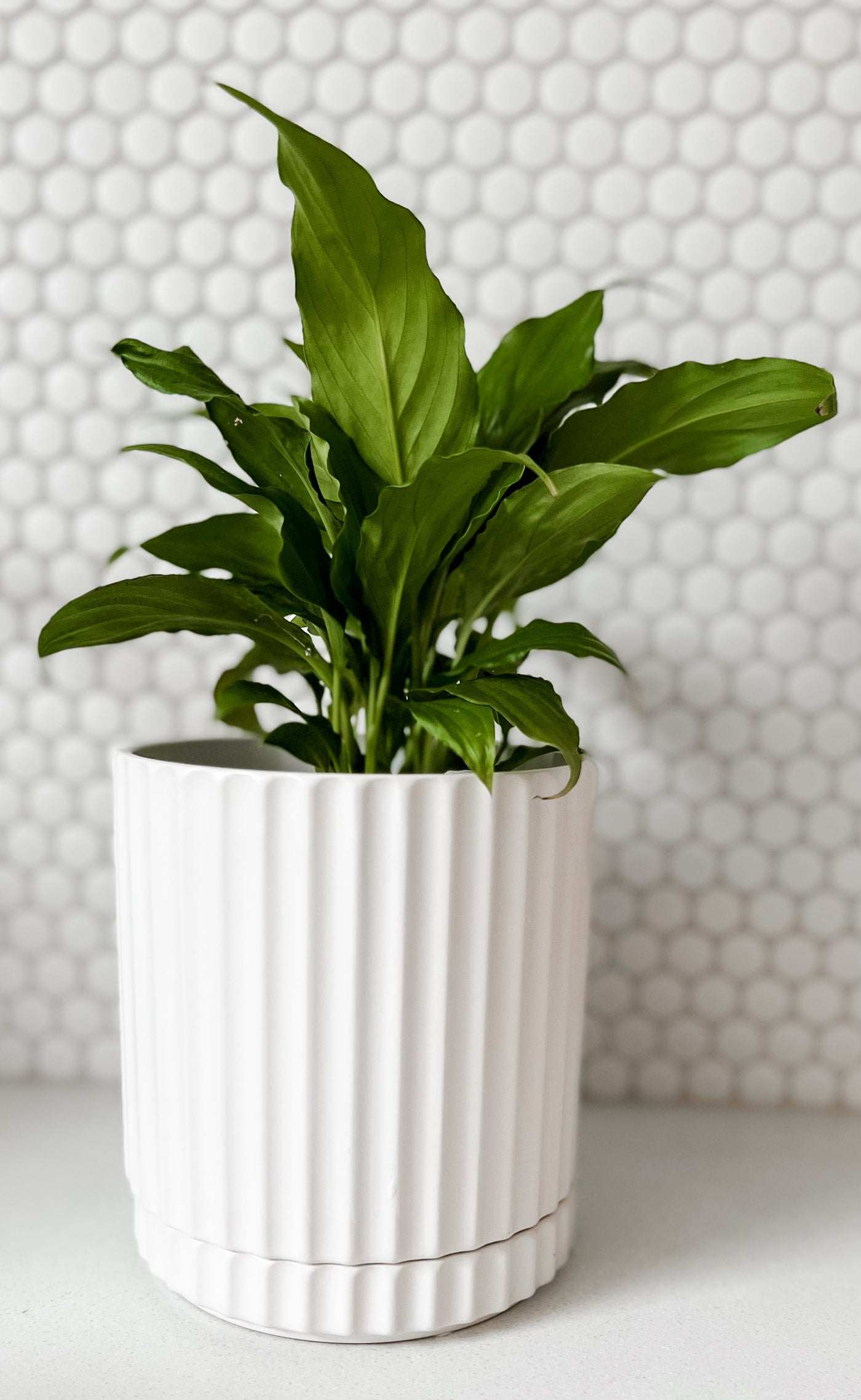 Peace Lily in Medium White Wave Planter