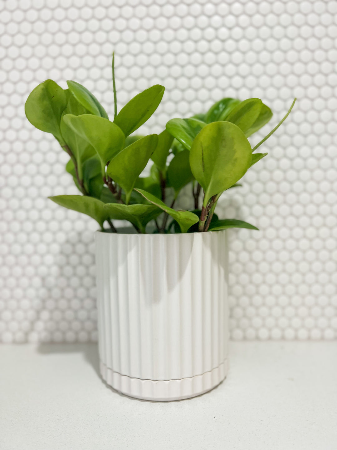 Peperomia in Large White Athens Planter