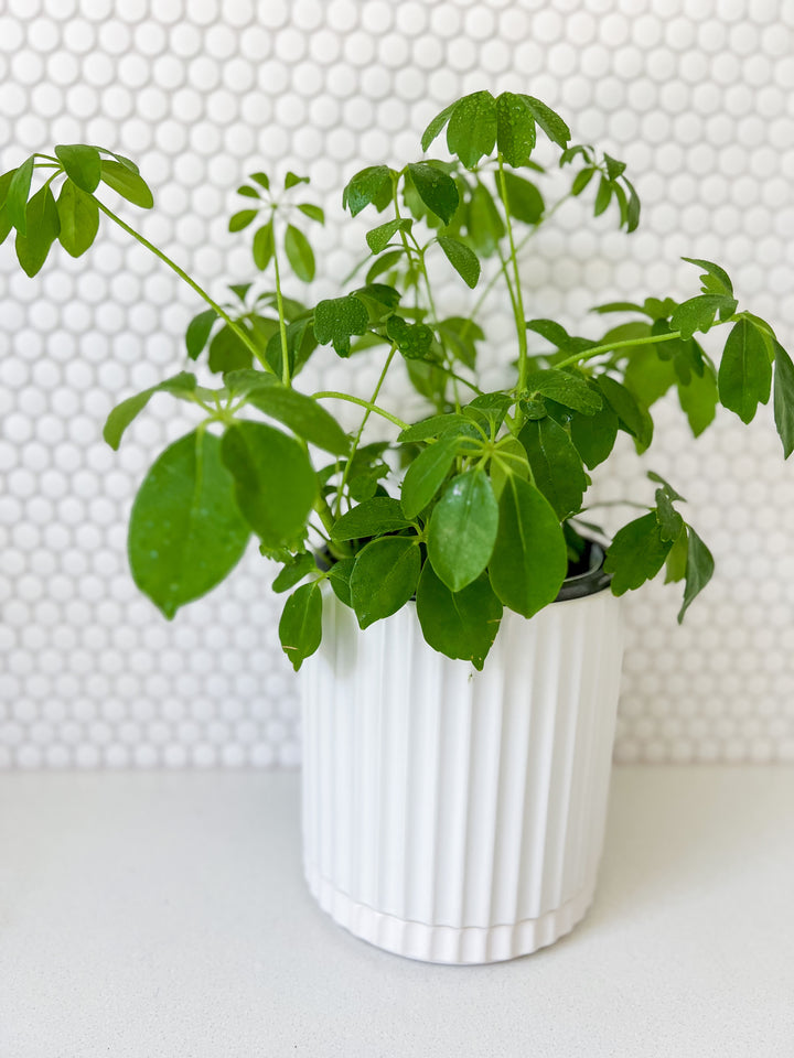 Dwarf Umbrella in Large White Wave Planter