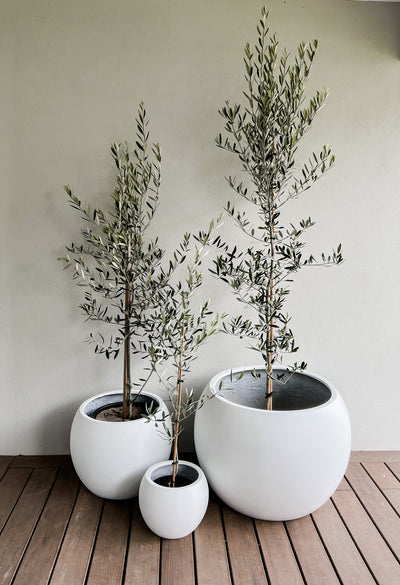 Olive Tree in Amalfi Pot