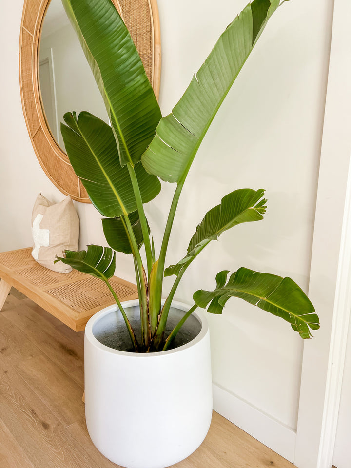 Streletzia in XL Drum Pot