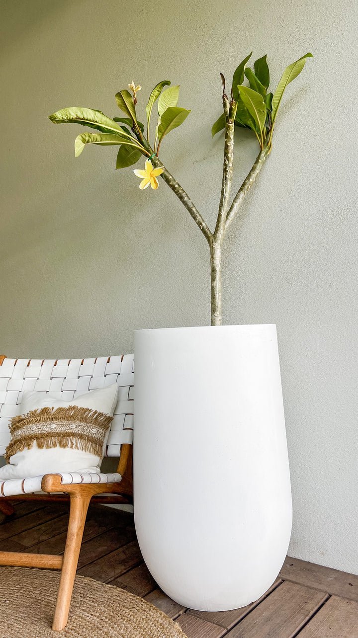 Frangipani Tree in Large Sorento Pot