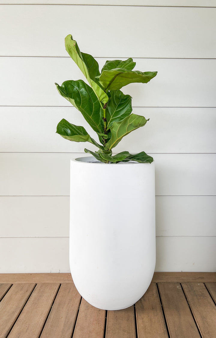 Fiddle Leaf in Large Sorento Pot