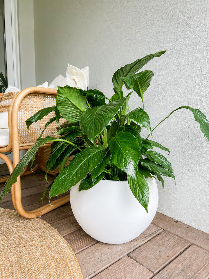 Sensation Peace Lily in Medium Aspen