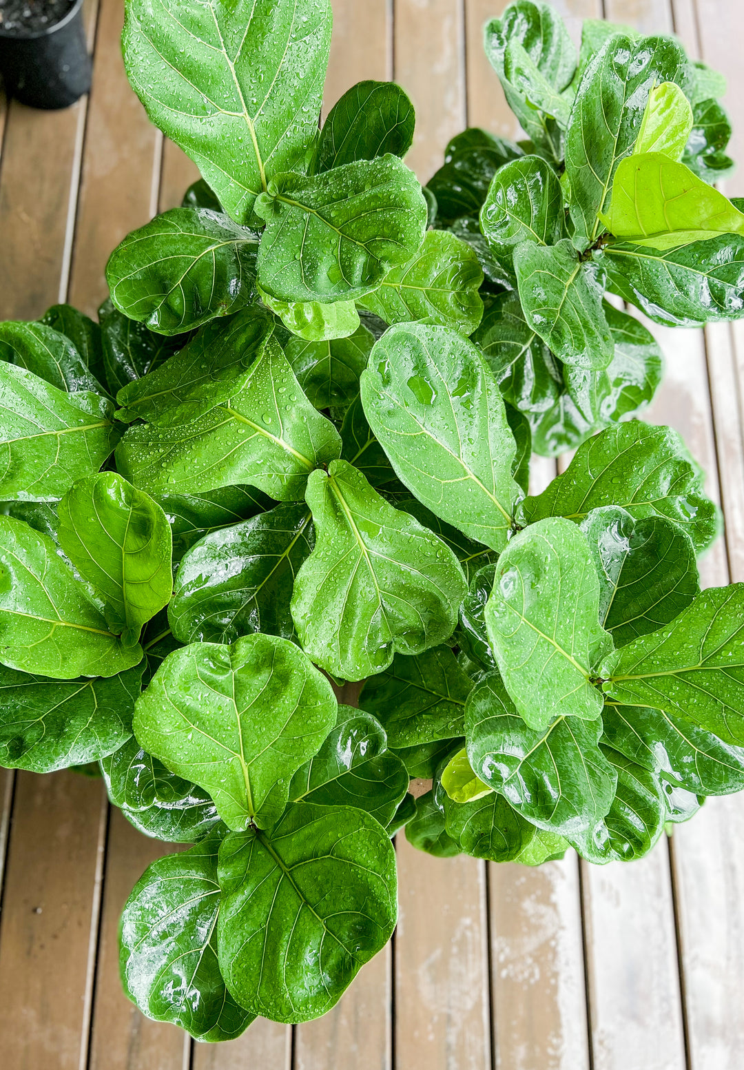 Fiddle Leaf in Large Sorento Pot