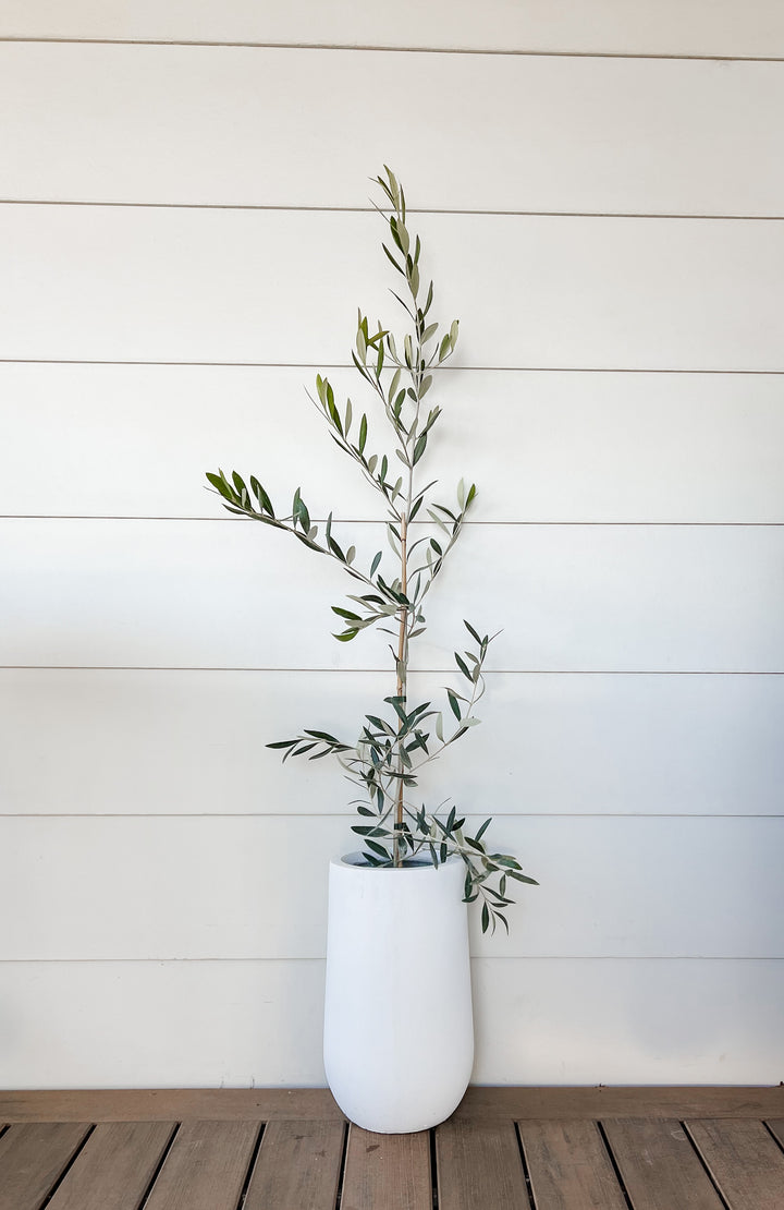 Olive Tree in Sorrento Pot