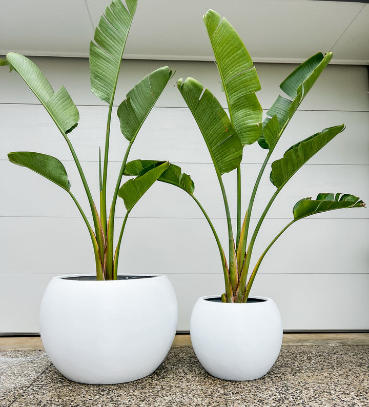 Streletzia in Amalfi Pot