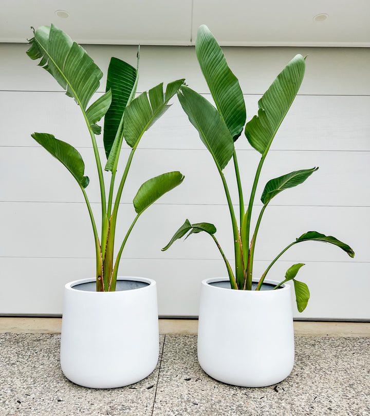 Streletzia in XL Drum Pot