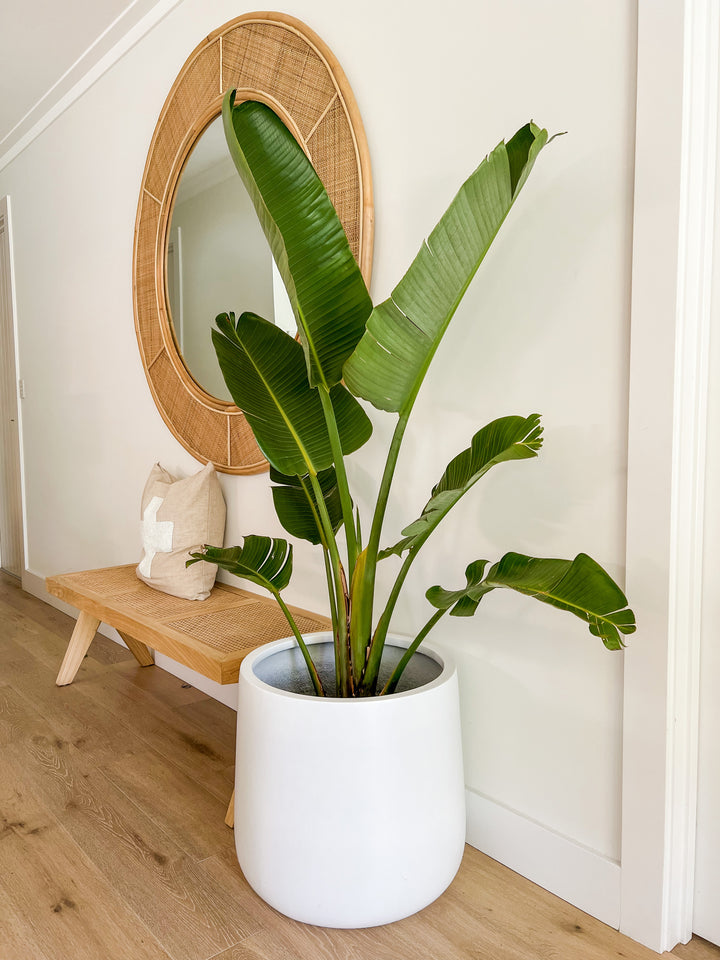 Streletzia in XL Drum Pot