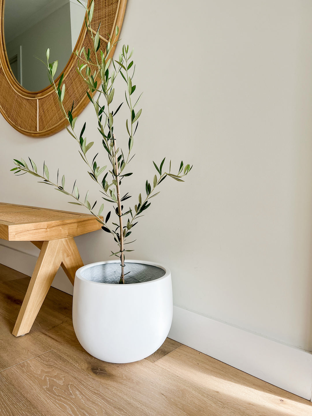 Olive Tree in Beachport Pot