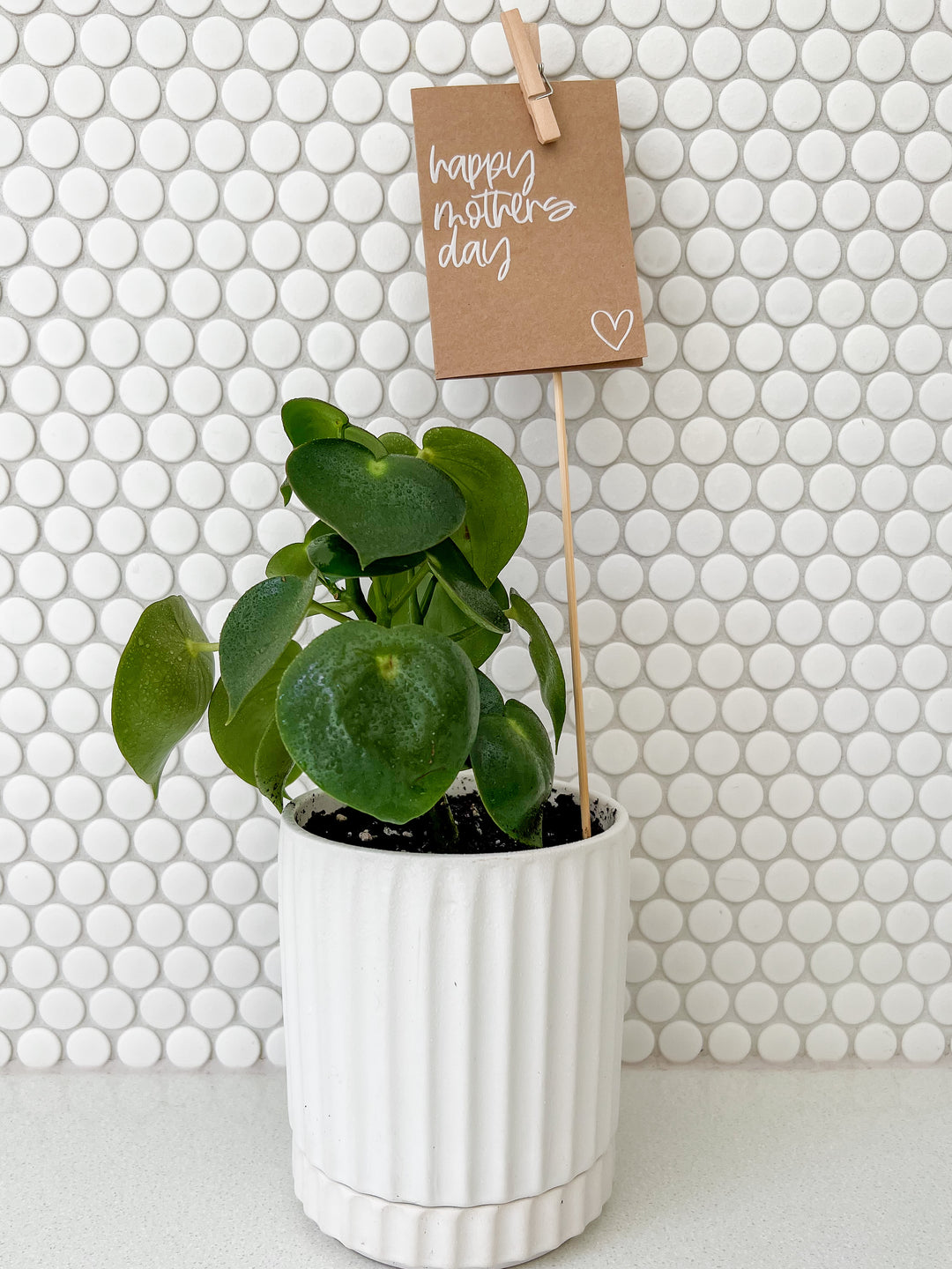 Peperomia in Small White Wave Planter