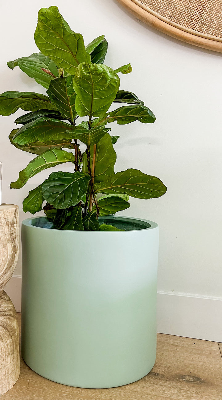 Fiddle Leaf in Aqua Quinn Pot