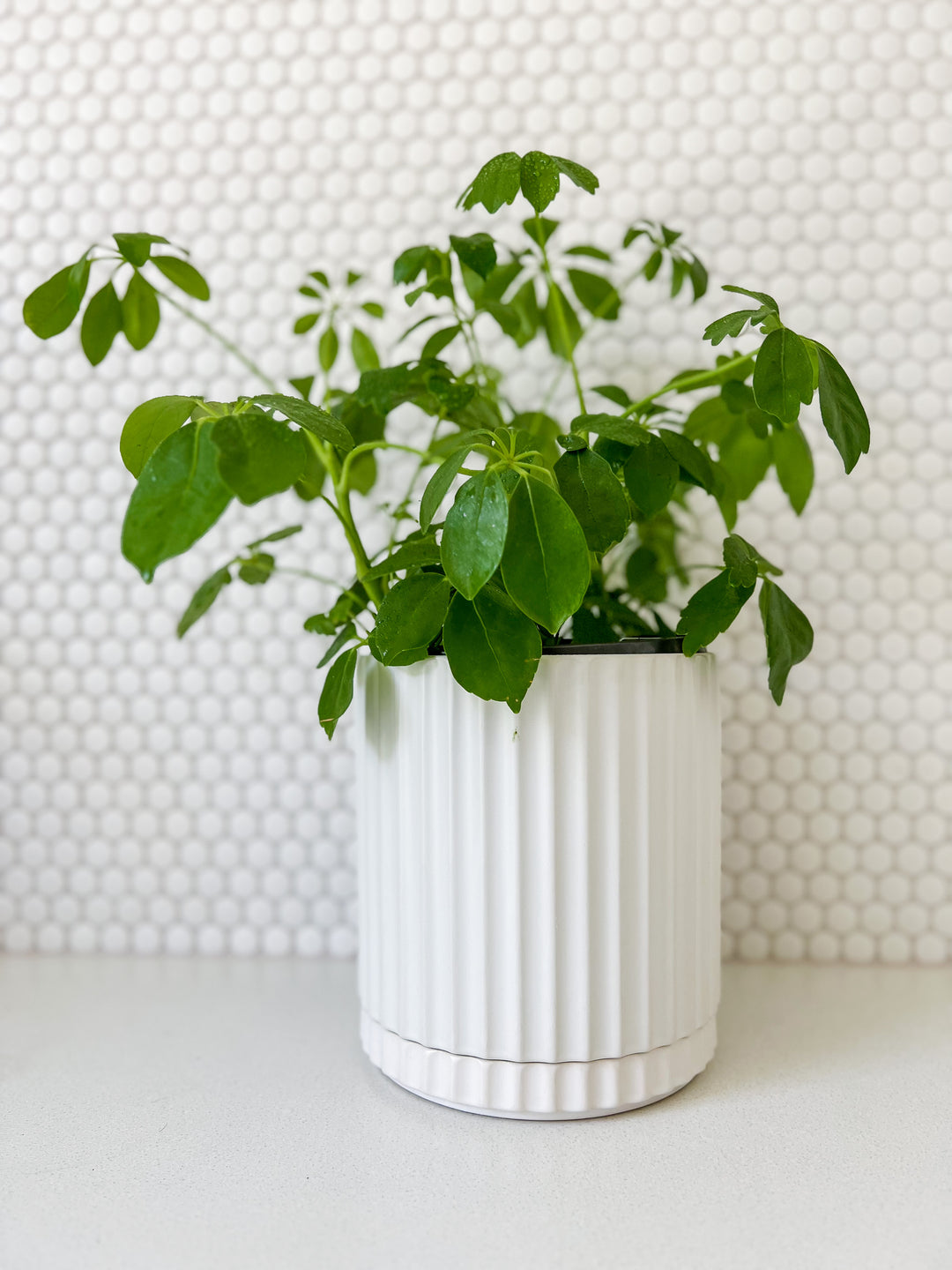 Dwarf Umbrella in Large White Wave Planter