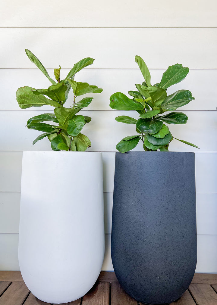 Fiddle Leaf in Large Sorento Pot