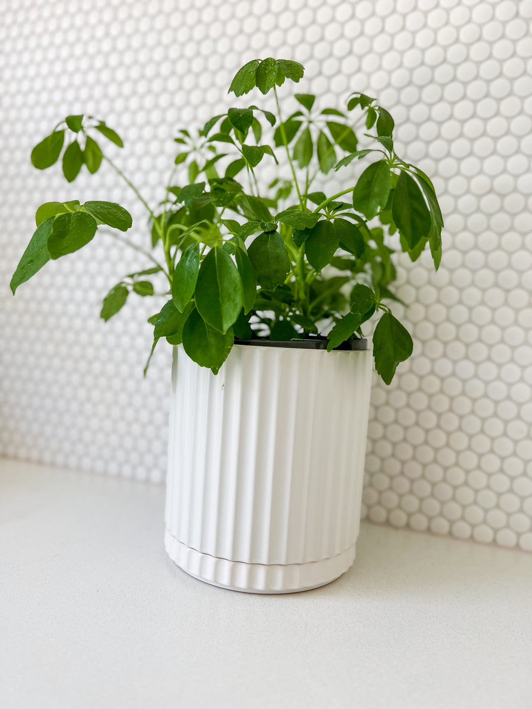 Dwarf Umbrella in Large White Wave Planter