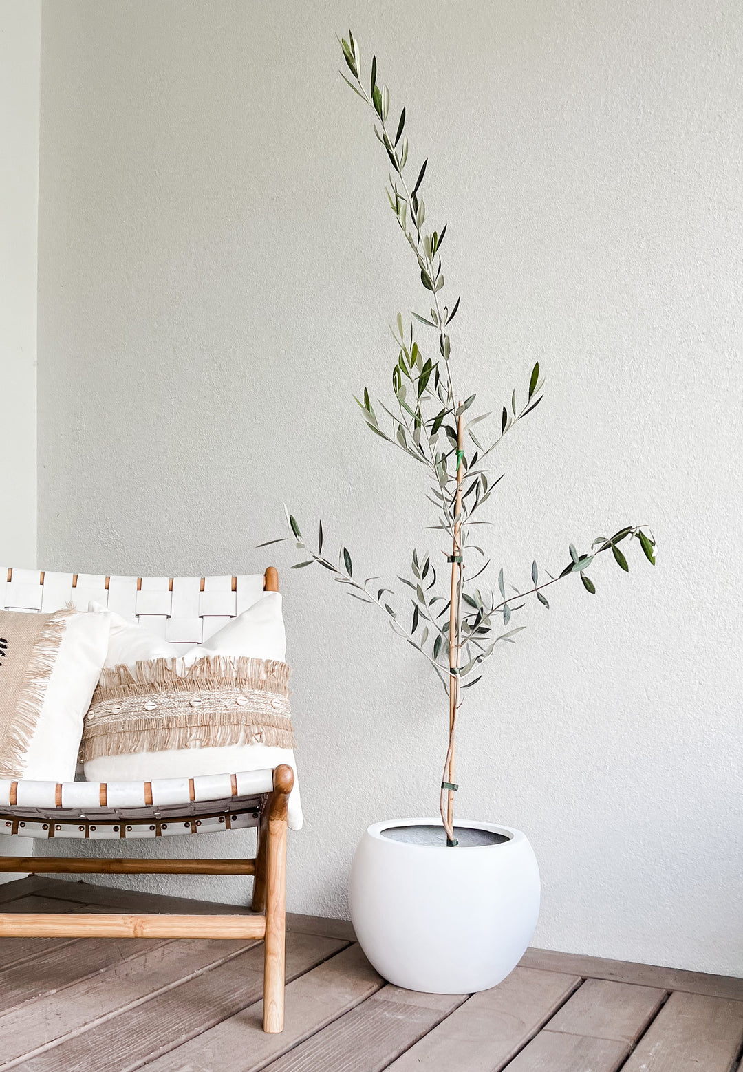 Olive Tree in Amalfi Pot