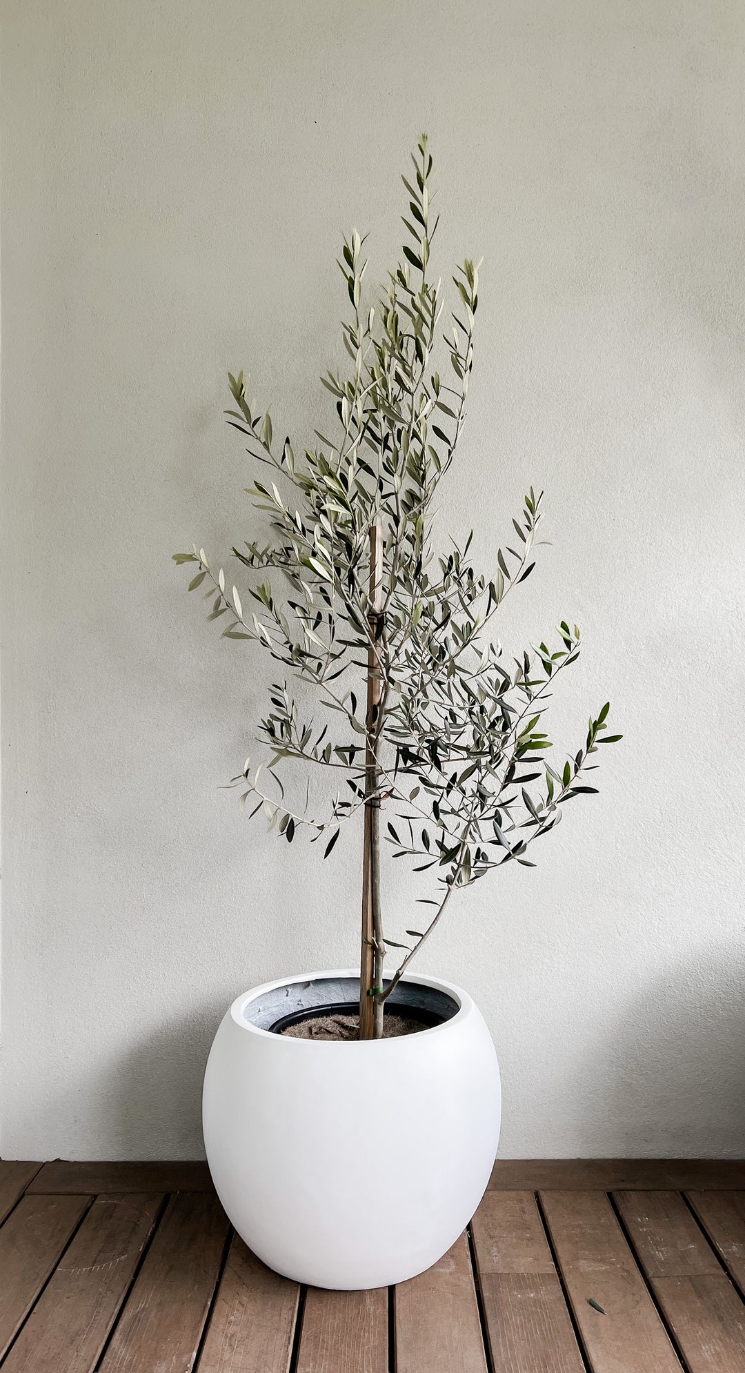 Olive Tree in Amalfi Pot