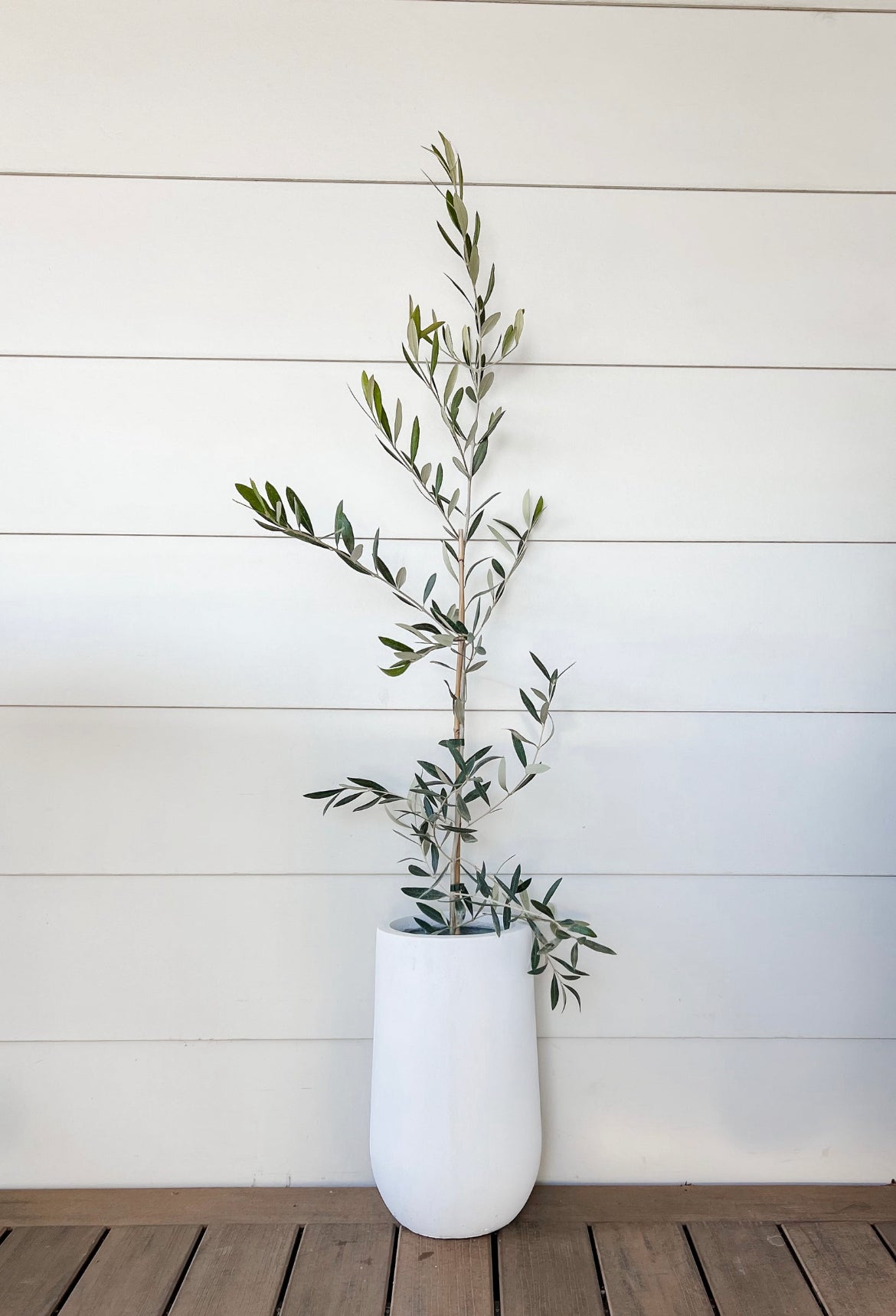 Olive Tree in Sorrento Pot