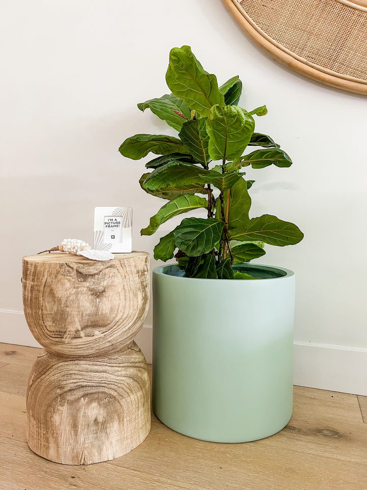 Fiddle Leaf in Aqua Quinn Pot