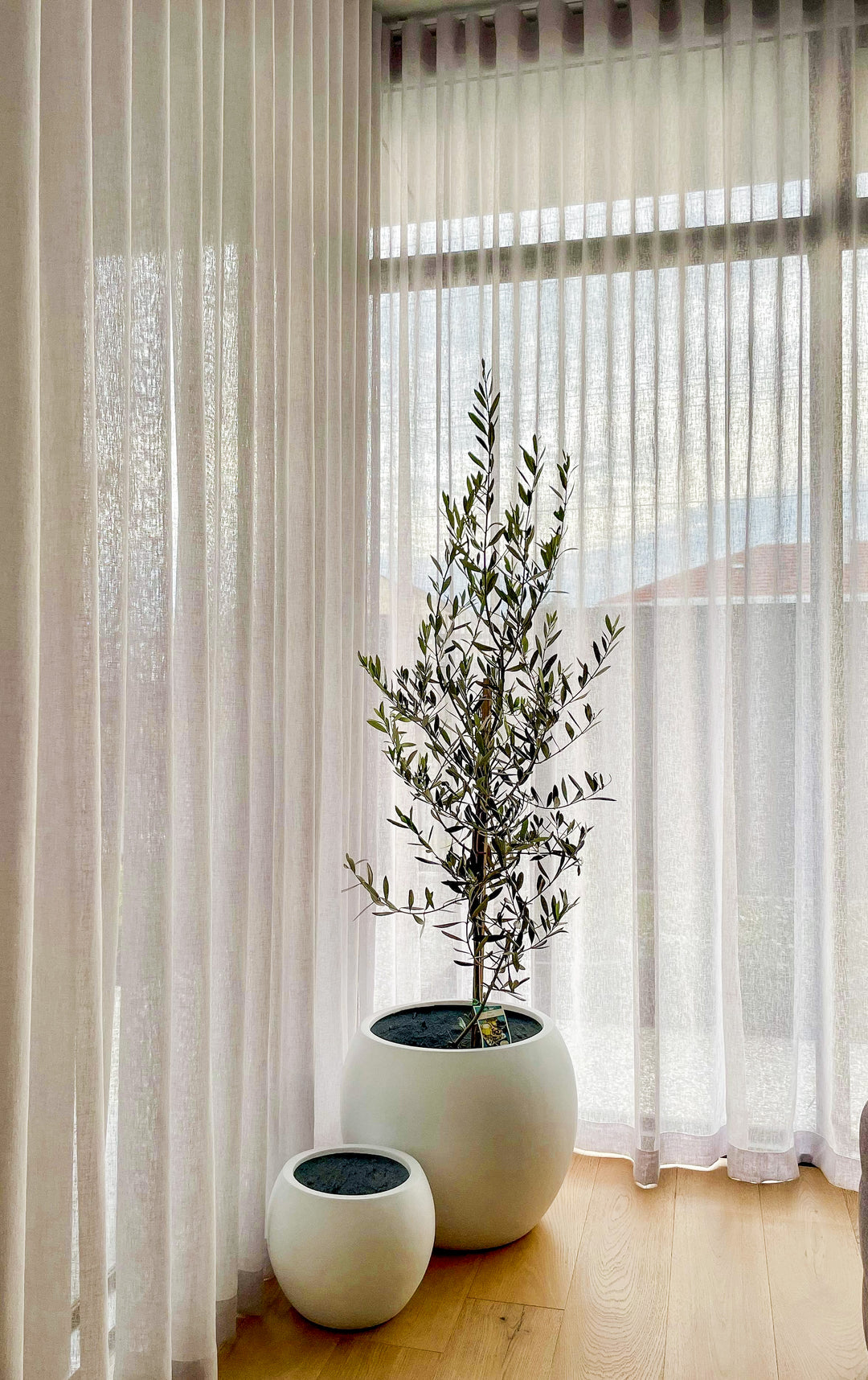 Olive Tree in Amalfi Pot